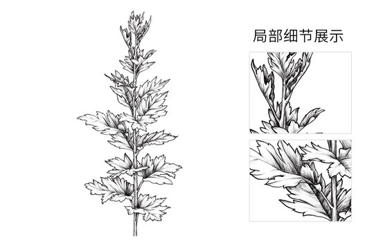 手会艾草