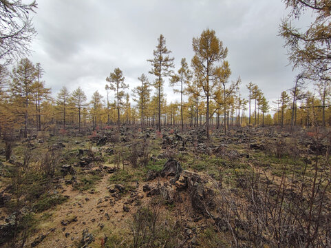 阿尔山火山岩森林