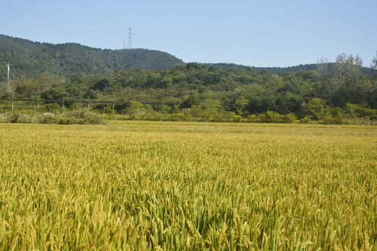 稻田与树林