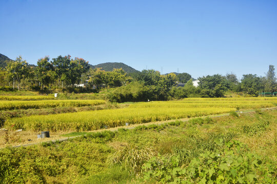 美丽乡村稻田