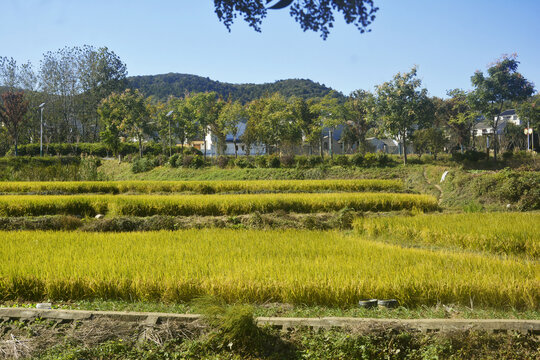 乡村稻田