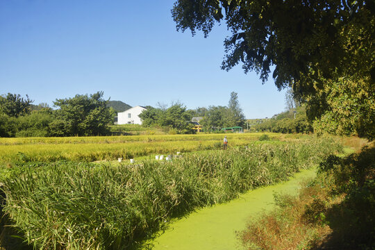 乡村田园景观