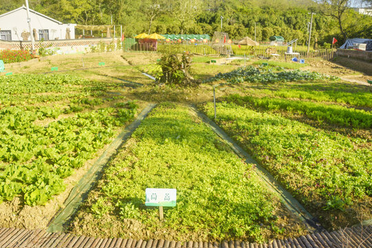 田园生活景观