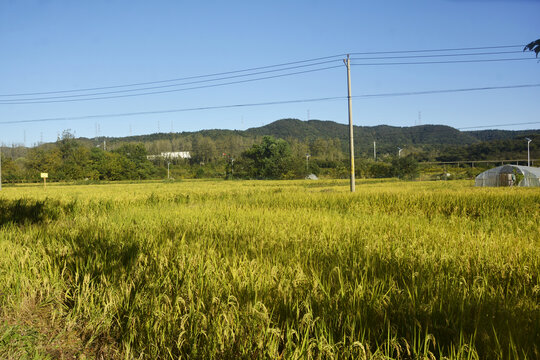 水稻田