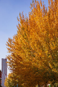 秋天的杨树叶子金黄