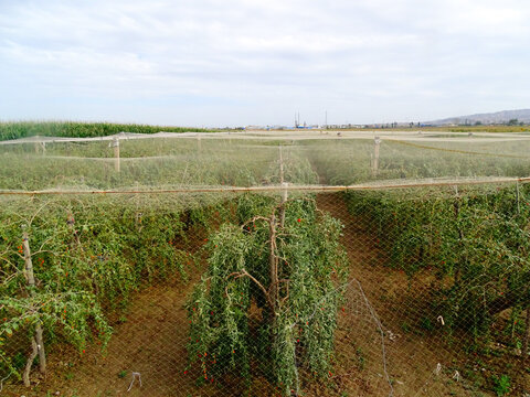 枸杞种植