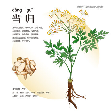 當(dāng)歸
