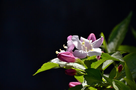 海仙花