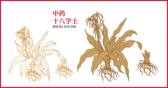 中藥十八學(xué)士
