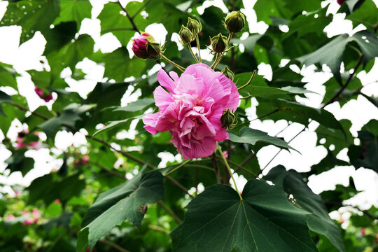 芙蓉花特写