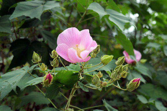 木芙蓉花特写