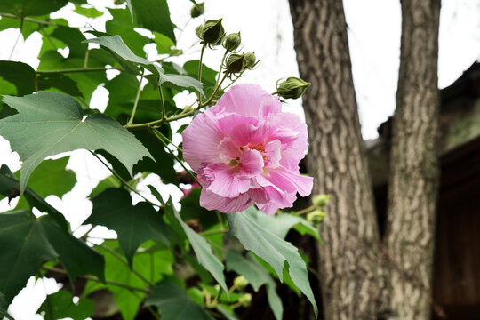 檐角的芙蓉花