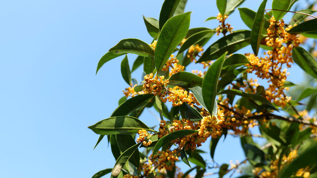 桂花金黄