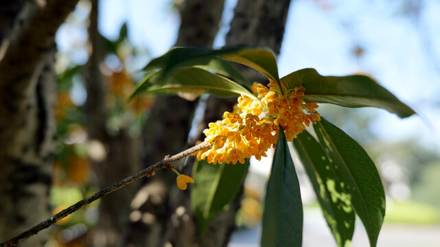 桂花