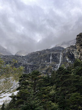 高山植被