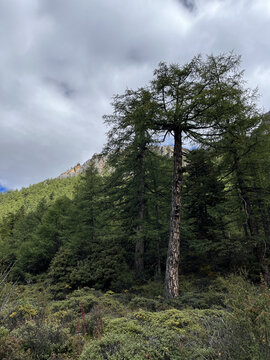 高山上的树林