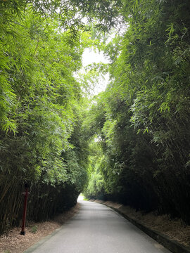 竹林小路