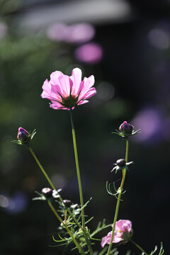 格桑花