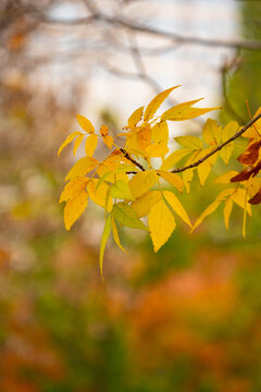 外拍各种秋季树叶