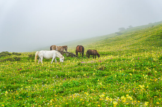 高山云雾骏马