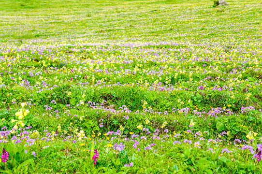 野花草地