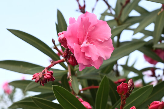 晴天下夹竹桃花卉特写