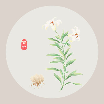 手繪百合