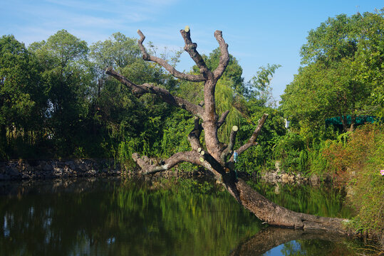 河边枯树