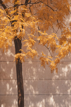 红外摄影金色树叶和墙上的树影