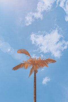 红外摄影蓝天下一棵棕榈树
