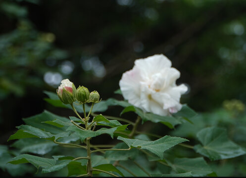 木芙蓉花苞