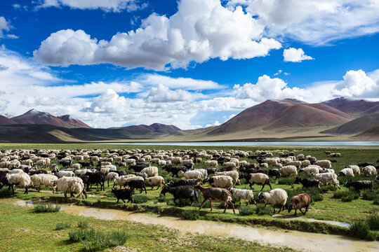 西藏高原羊群景观