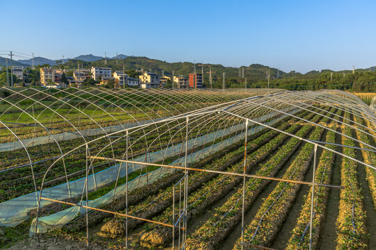 大棚蔬菜基地