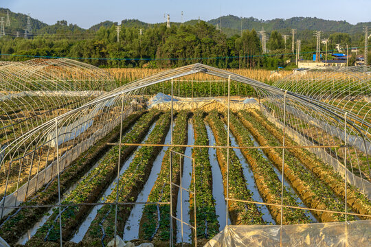 大棚蔬菜基地