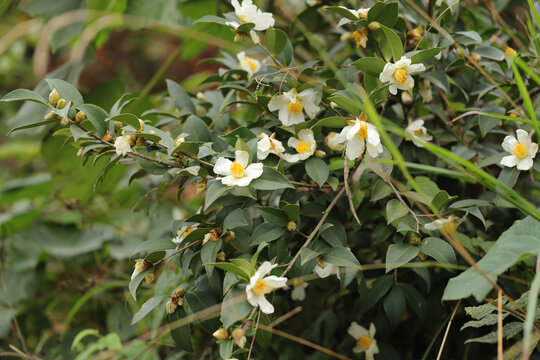 白色山茶花