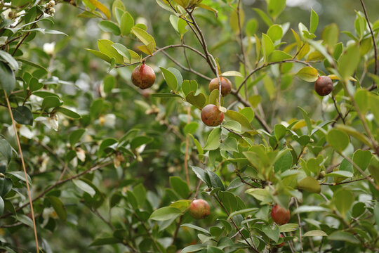 山茶果树