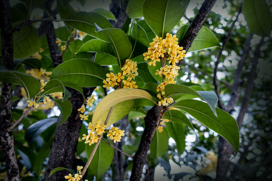 桂花