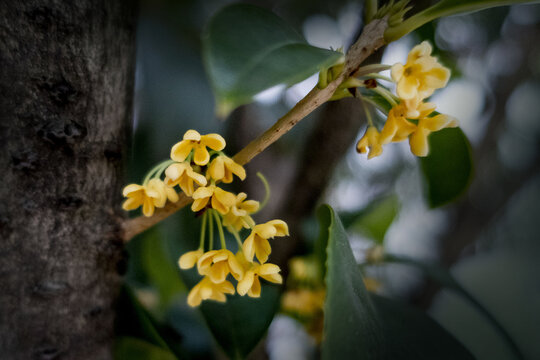 桂花