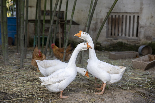 三只大鹅