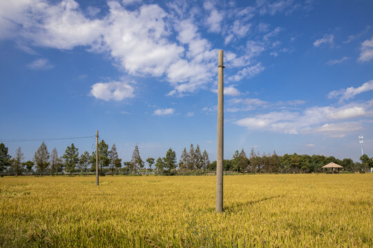 稻田电线杆