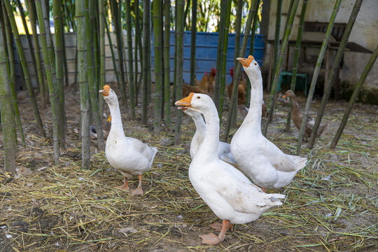 竹林大鹅