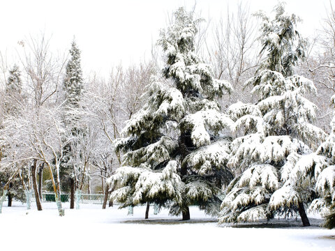 雪松