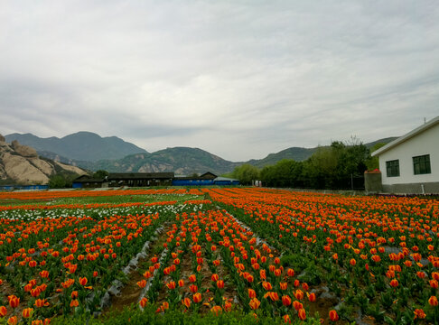 郁金香花海