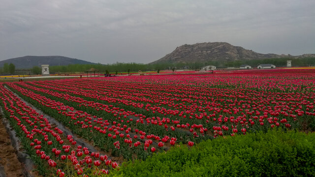 郁金香嵖岈山