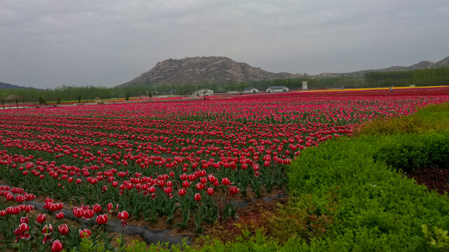 郁金香嵖岈山