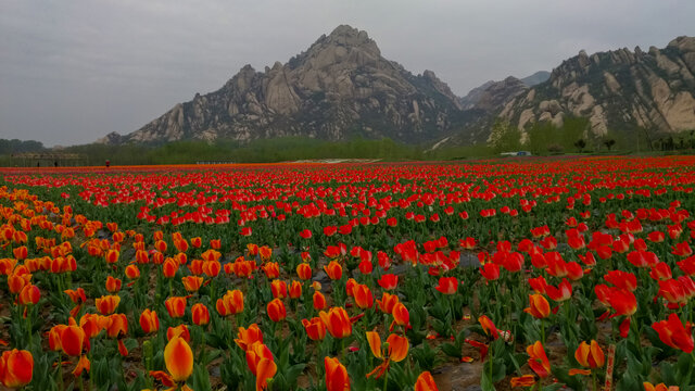 郁金香花海嵖岈山