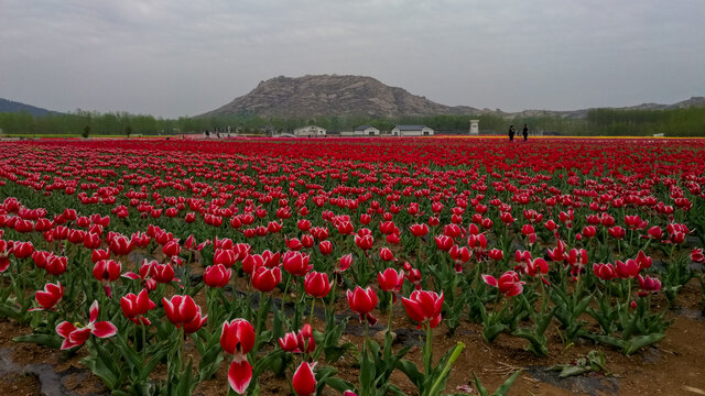 郁金香花海嵖岈山