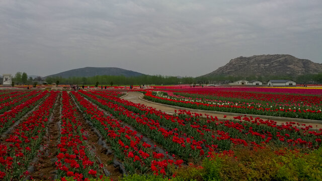 郁金香花海嵖岈山