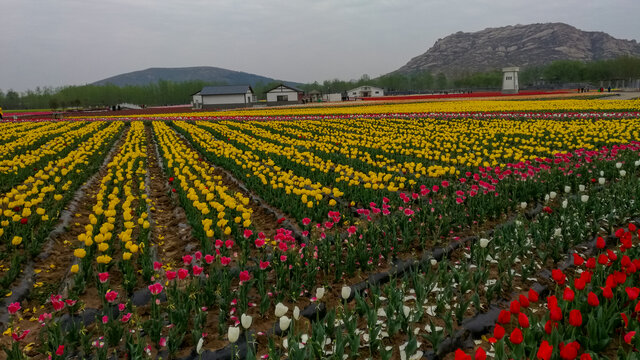 郁金香花海嵖岈山