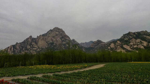 郁金香花海嵖岈山